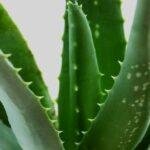 Aloe Vera Resources